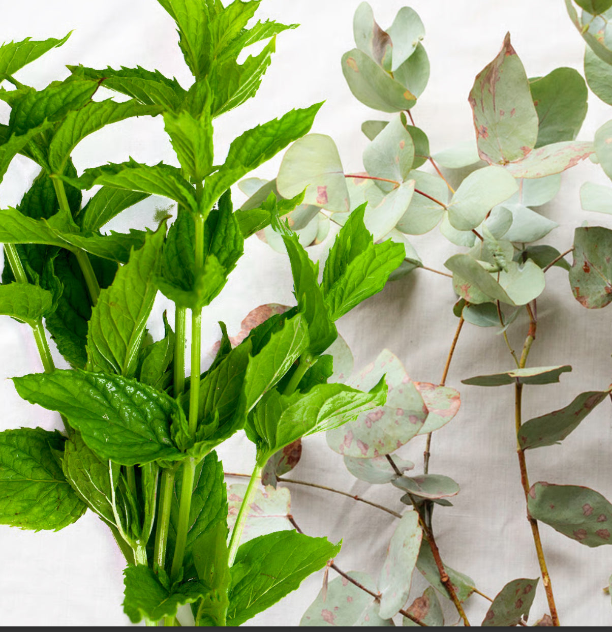 Eucalyptus & Spearmint moisturizing Body Oils