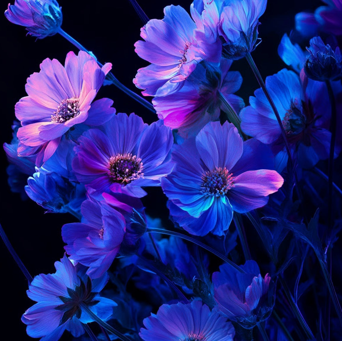 Ultraviolet Blooms moisturizing Body Oils