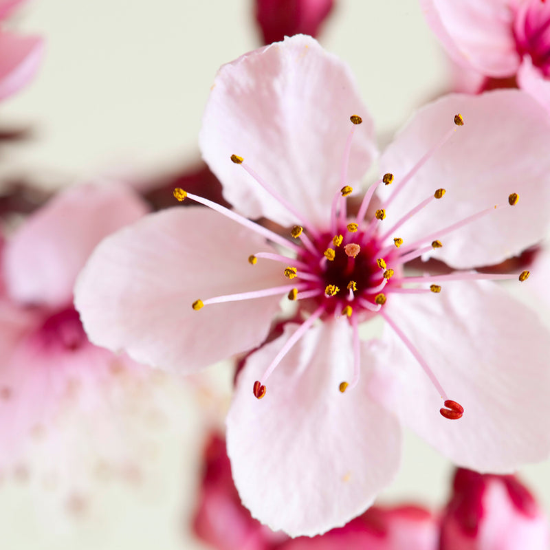 Japanese Cherry Blossom moisturizing wholesale Body Oils